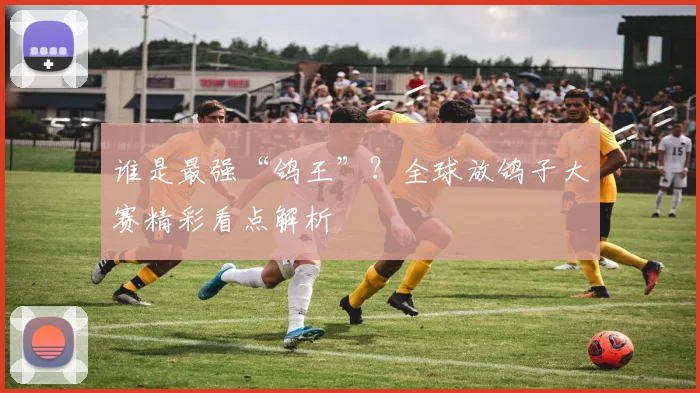 谁是最强“鸽王”？全球放鸽子大赛精彩看点解析