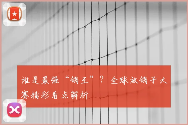 谁是最强“鸽王”？全球放鸽子大赛精彩看点解析